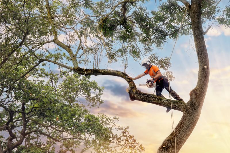 Tree Cabling Service in Reno, NV